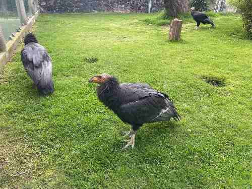 Video: Llegan tres aves cóndor al zoológico de Zacango en Edomex